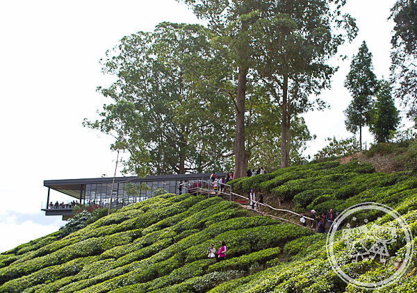 Boh Sungai Palas Tea Centre